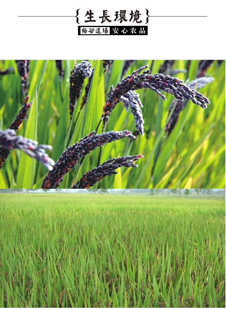 黑米批发 东北黑米 杂粮养生 精选大米 价格促销 特产黑米 促销