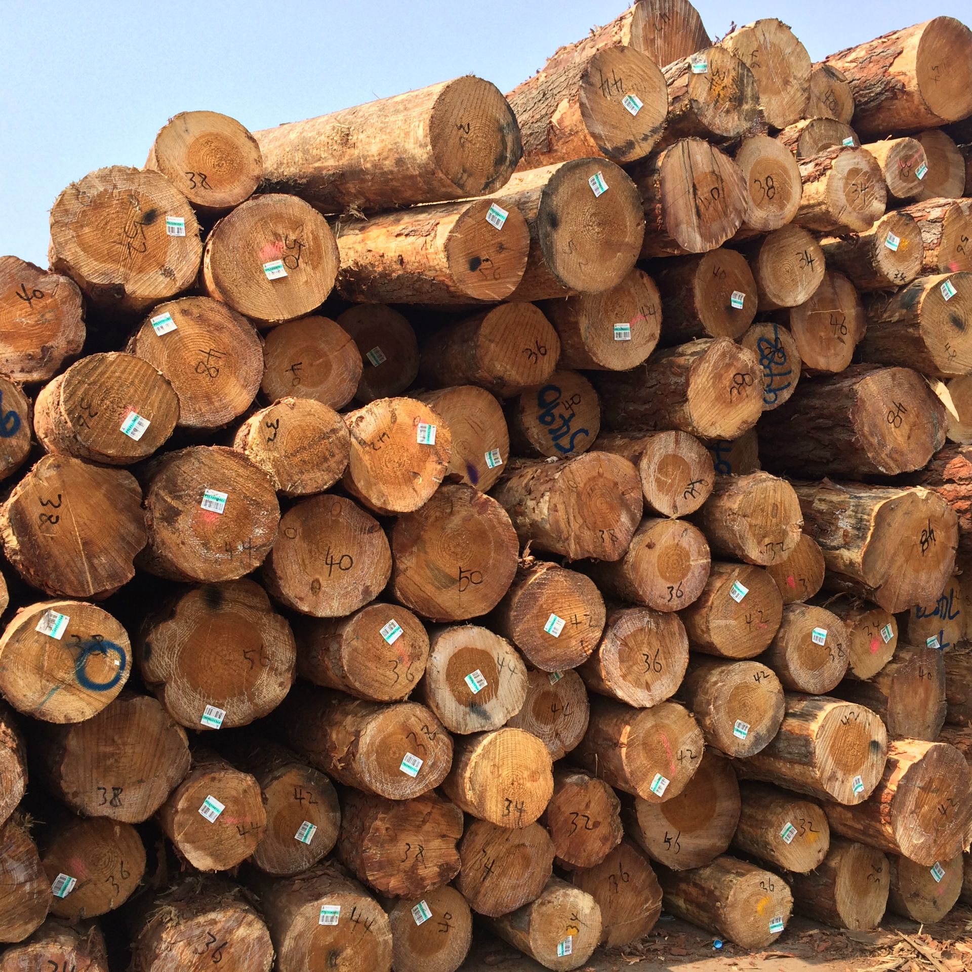 新西兰松原木 辐射松原木批发 驳岸护岸打桩木 小头12公分 松木桩