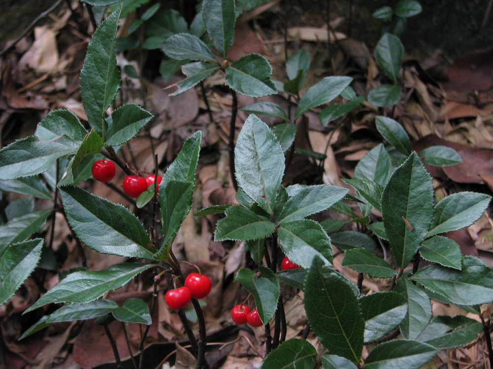 矮地茶提取物 10:1 20:1 30:1-食品商务网