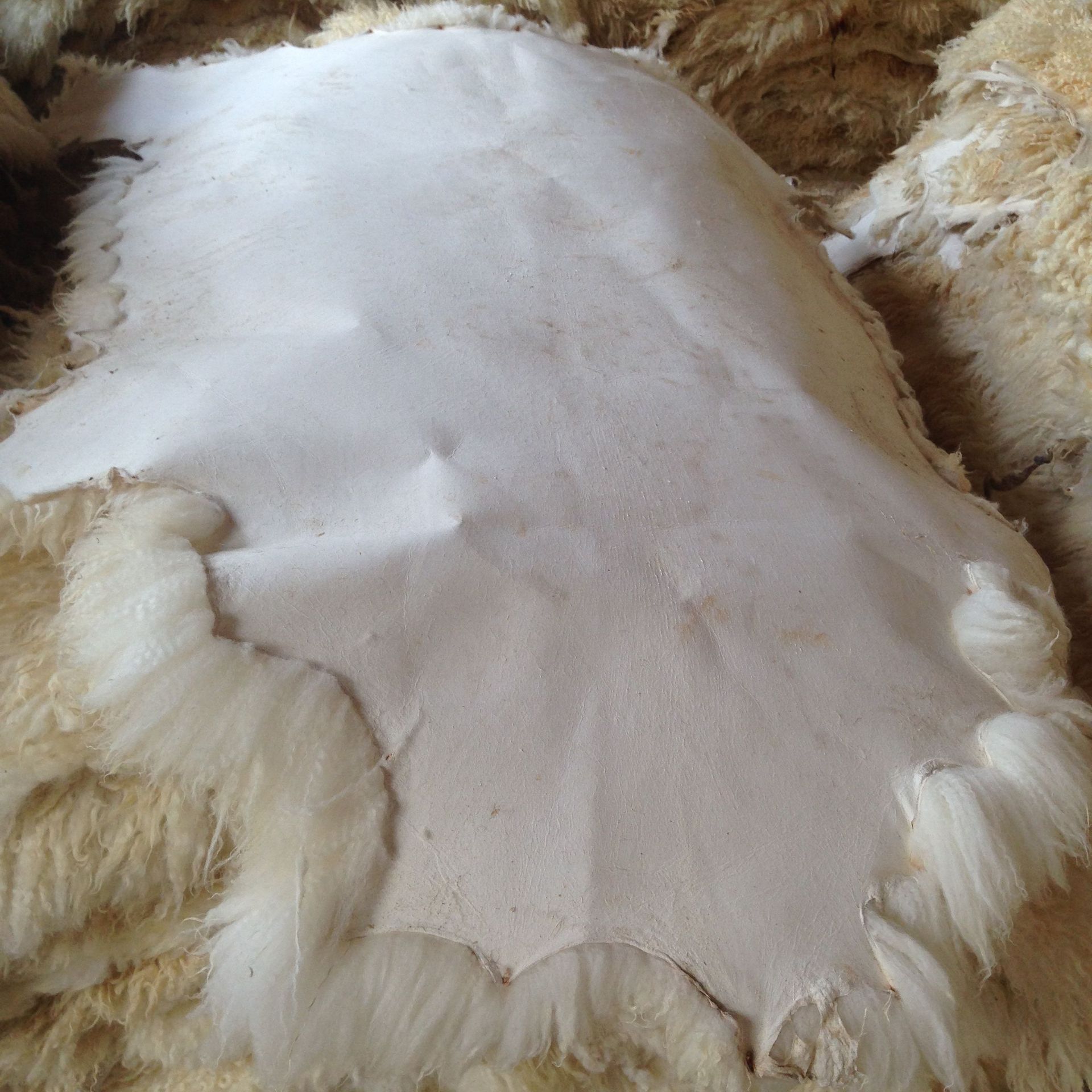 羊皮特点:毛长,密,色白,手感柔软,光滑,使用面广!