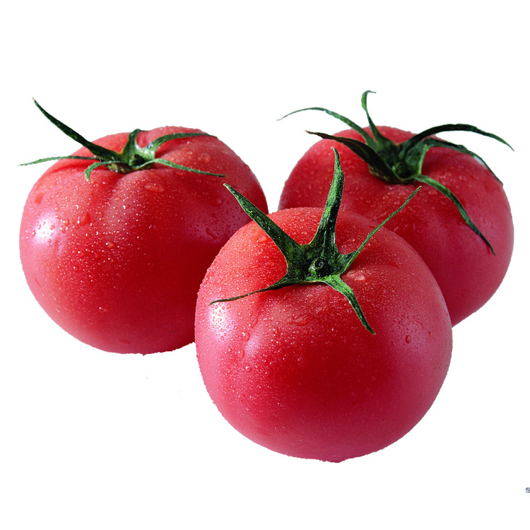 现摘现发圣女果原生态优质新鲜不催熟现货批发