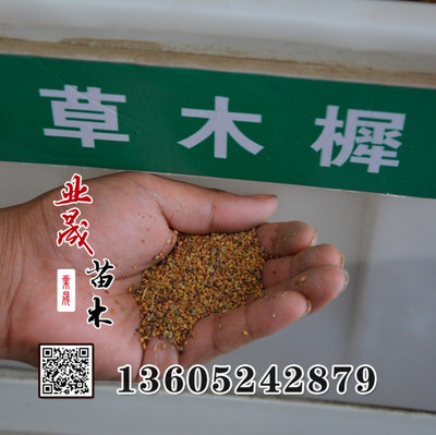 批发草木犀种子 牧草种子 种子批发 13605242879