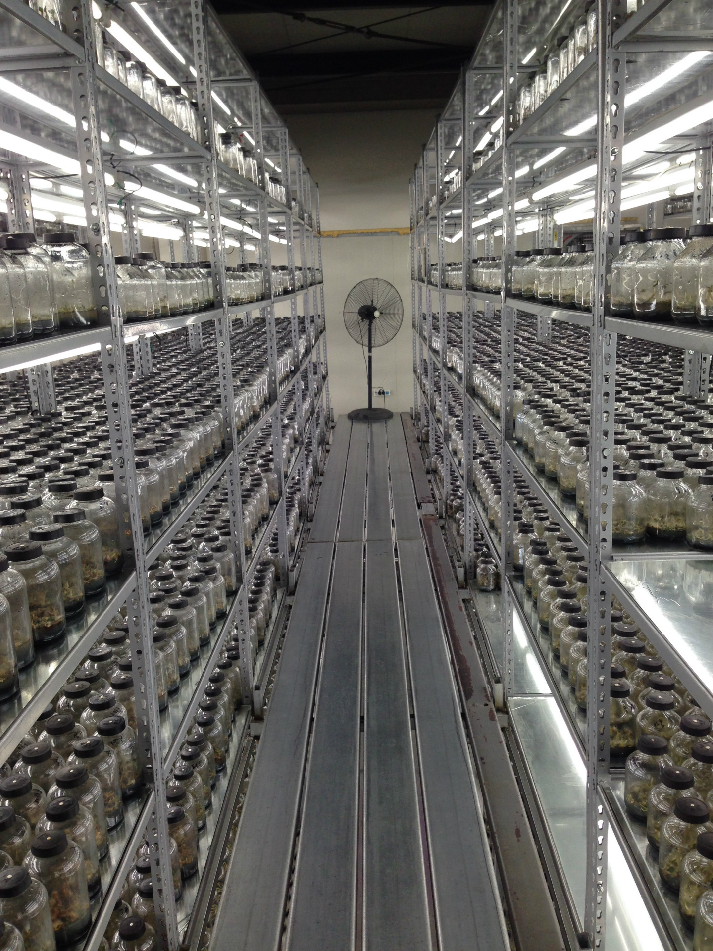 在浙江做金线莲组培工厂的,我们来聊聊