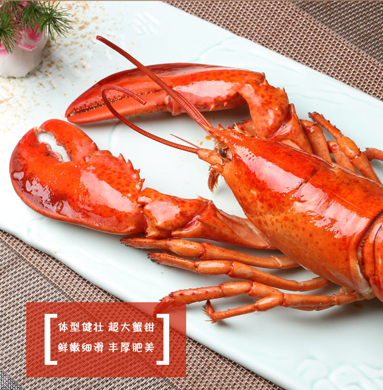【ocean gala】美国波士顿龙虾 400-500g只 进口大龙虾海鲜-眼镜产业