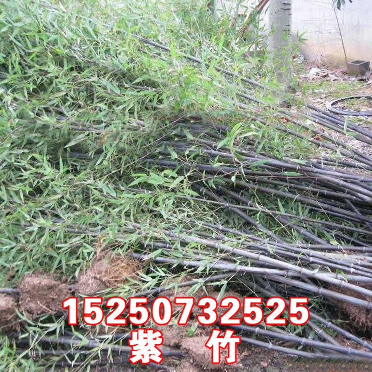 【竹子苗】_竹子苗厂家_竹子苗批发市场