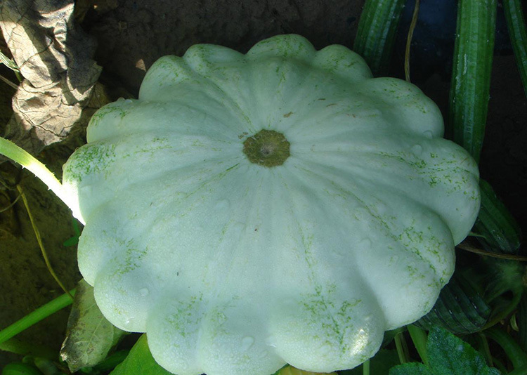 京研飞碟瓜种子京碟三号南瓜西葫芦莲花果白飞碟瓜观赏食用菜种籽