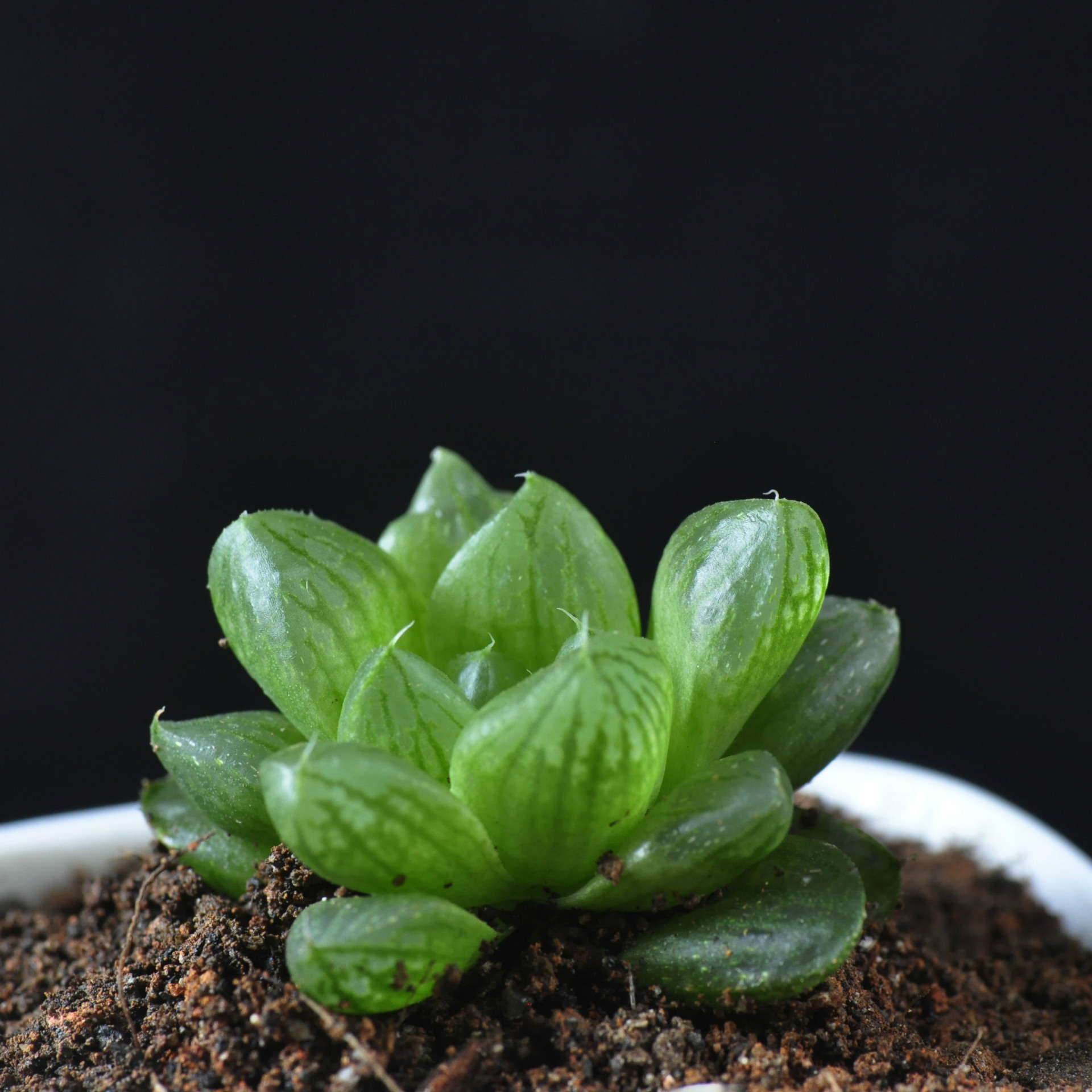厂家批发 玉露 植物多肉 多肉植物批 微景观植物迷你盆栽花卉盆景