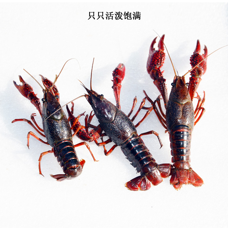 湖北小龙虾 鲜活 海鲜 小龙虾尾 小龙虾批发 345钱 湖.