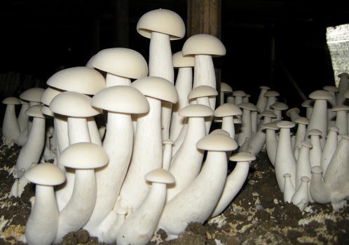 食用菌种植园中,由福建引进的新品种金福菇已逐渐成熟