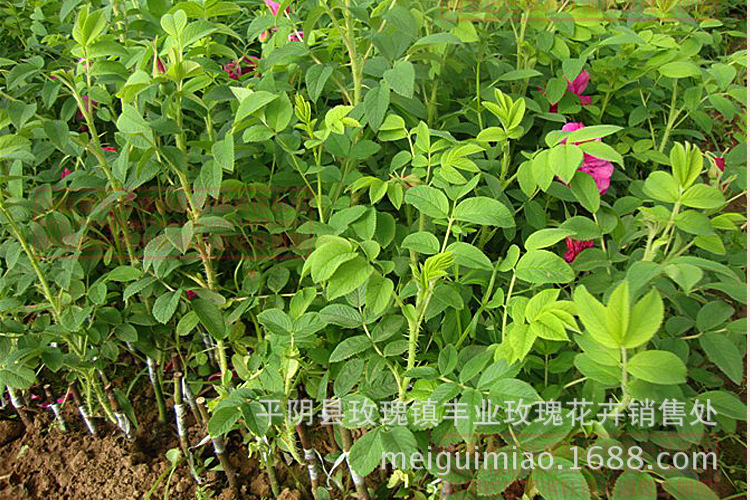 平阴丰花一号玫瑰食用玫瑰炼油花茶药用玫瑰镇圃基地经济效益高