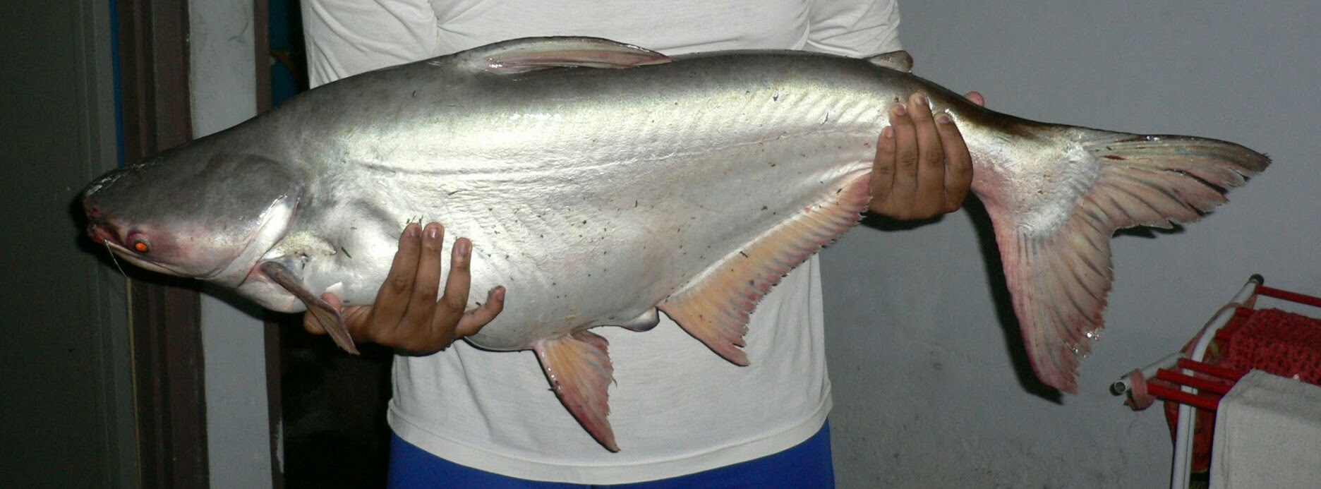 我们有卖天然养殖的 忘不了鱼和果巴丁鱼.