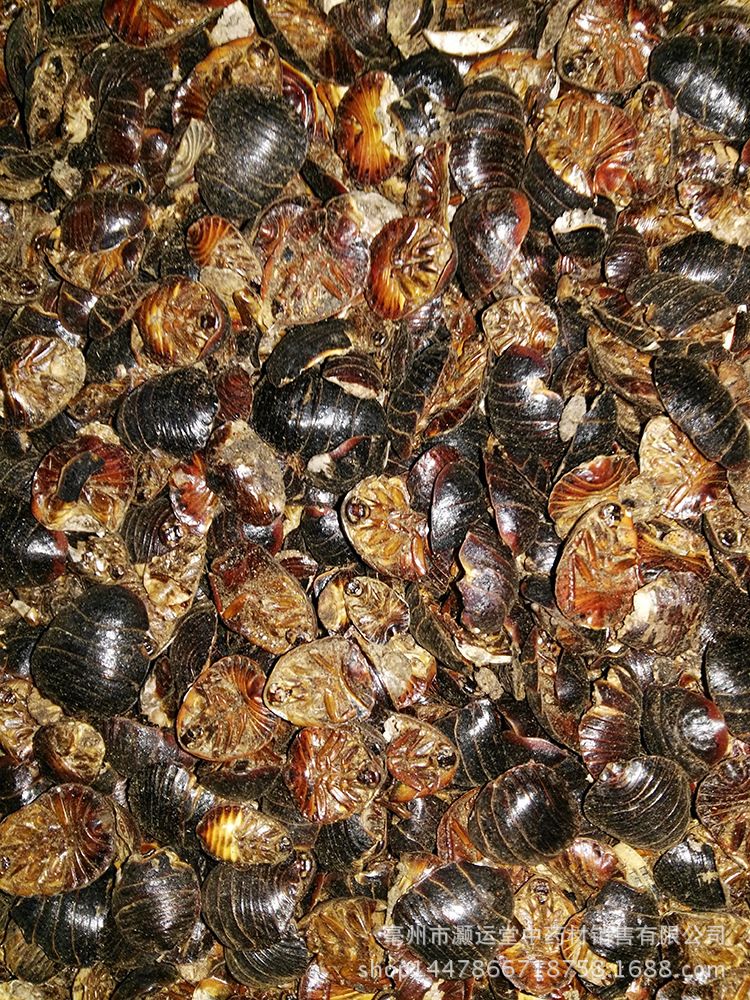 亳州灏运堂专业中药材批发土鳖虫批发 土元 清水无杂过筛支持验货