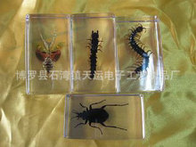 创意儿童礼品兴趣爱好昆虫纸镇标本个性真实昆虫树脂标本道具批发