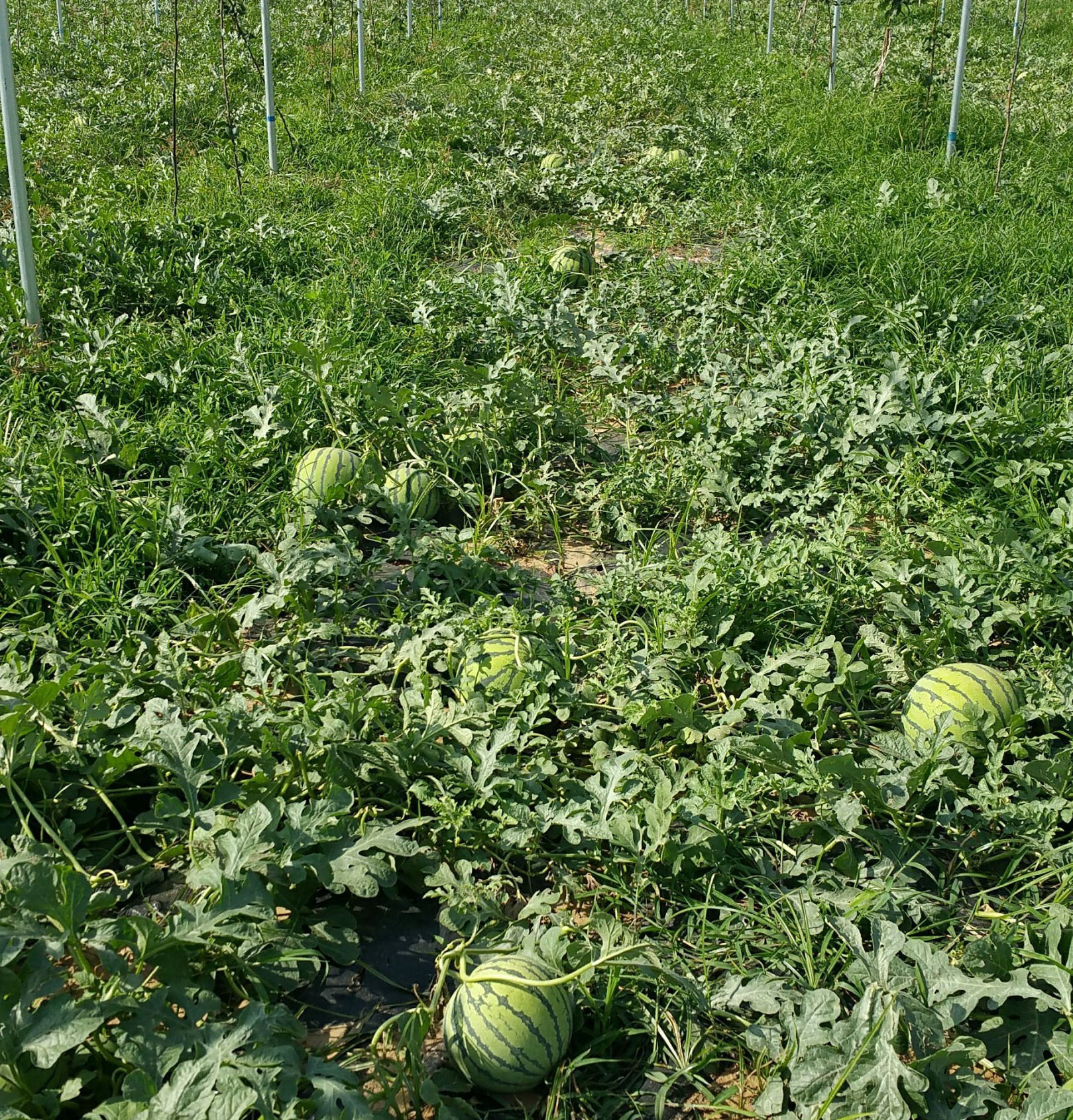 新鲜大西瓜正宗沙地高糖瓜量大从优厂家批量直供无籽西瓜