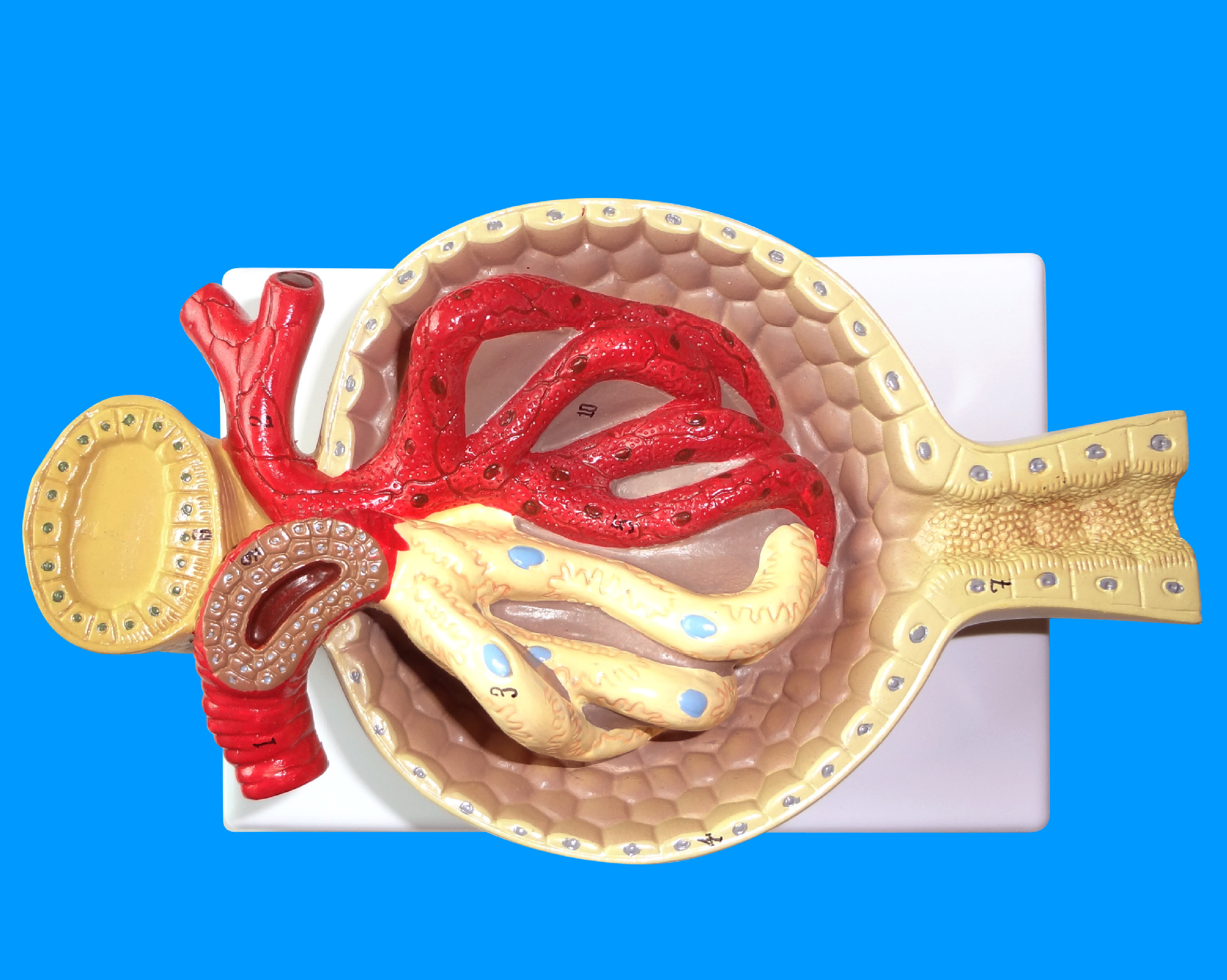 人体肾小球解剖模型 带底座 医学教学模型 厂家直销 全国包邮