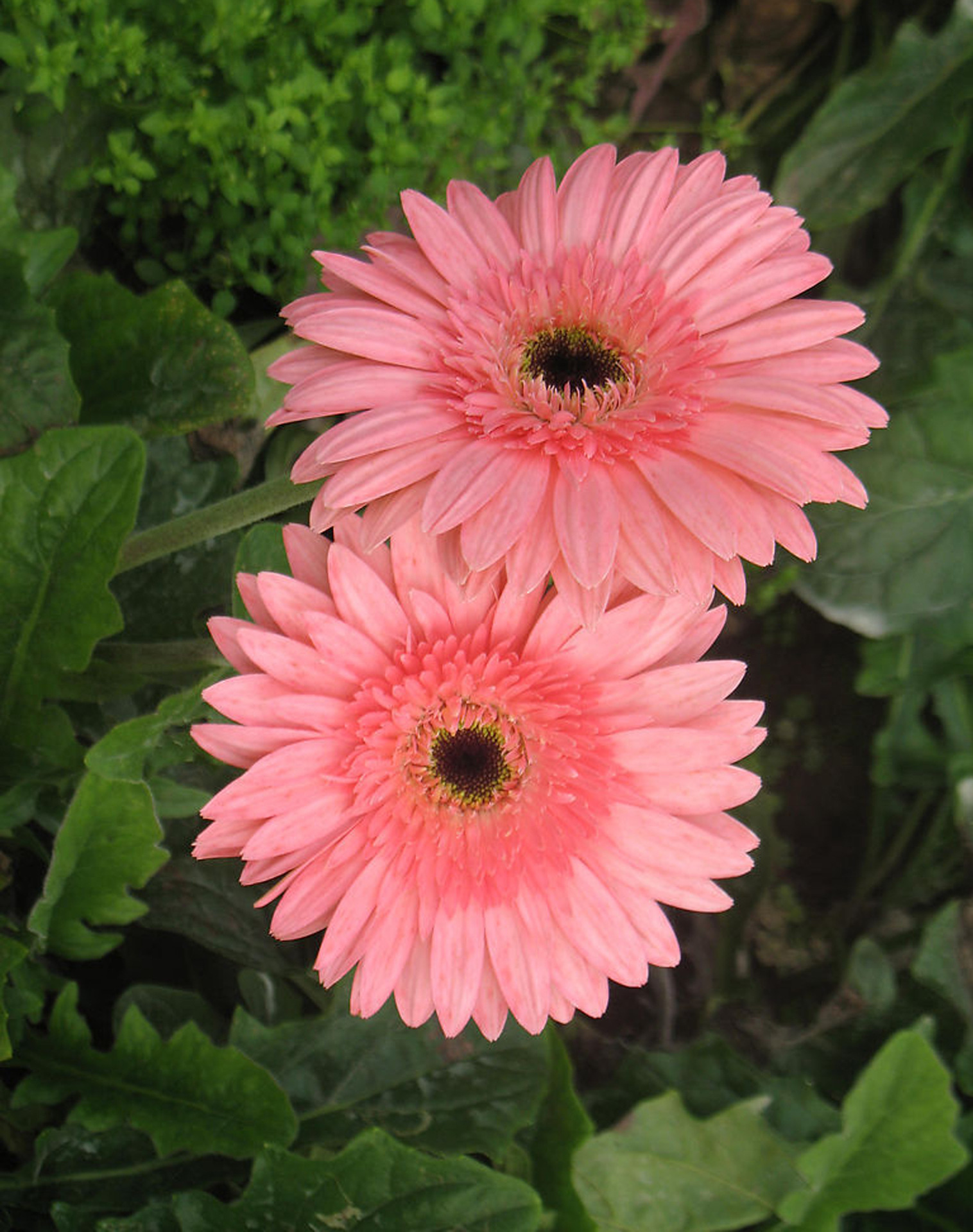 云南基地优质 非洲菊 菊花 扶郎 弗朗批发 鲜花批发鲜切花