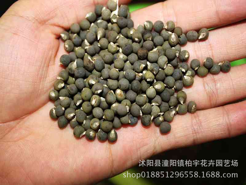 黄秋葵种子杨贵妃黄秋葵种子红秋葵羊角葵台湾五福秋葵种子易种植