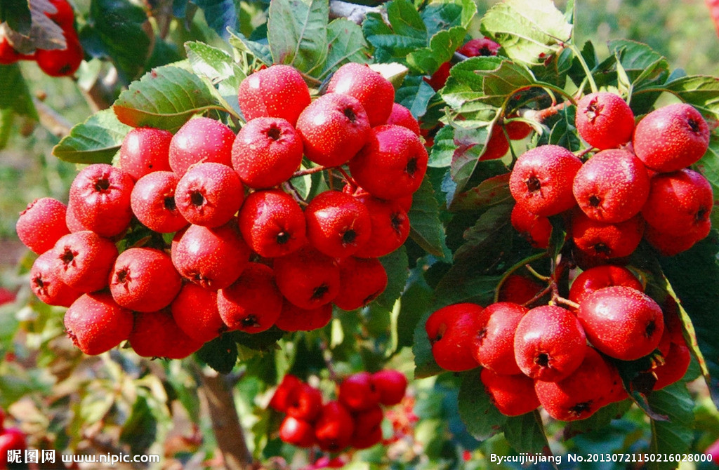 新品宏祥 本色山楂 承德特产新鲜红果厂家**20斤散装促销.