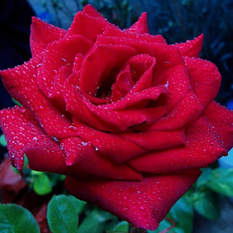 精品月季大红花月季盆栽月季多种颜色可选价格低廉量大更优惠