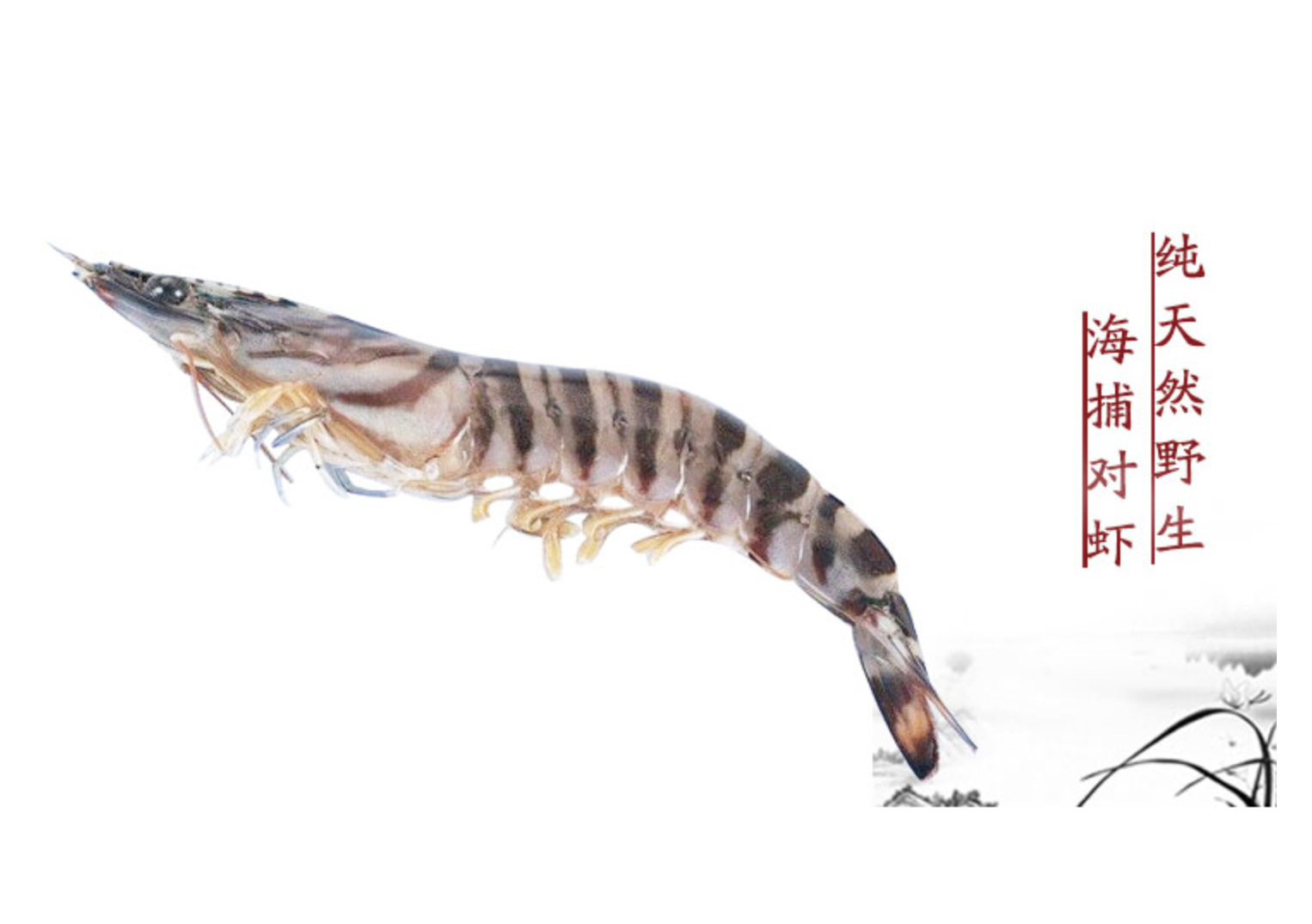 虎皮虾8-10 大海虾 鲜美大虾 鲜美海鲜 水产 厂家直销 价格优惠