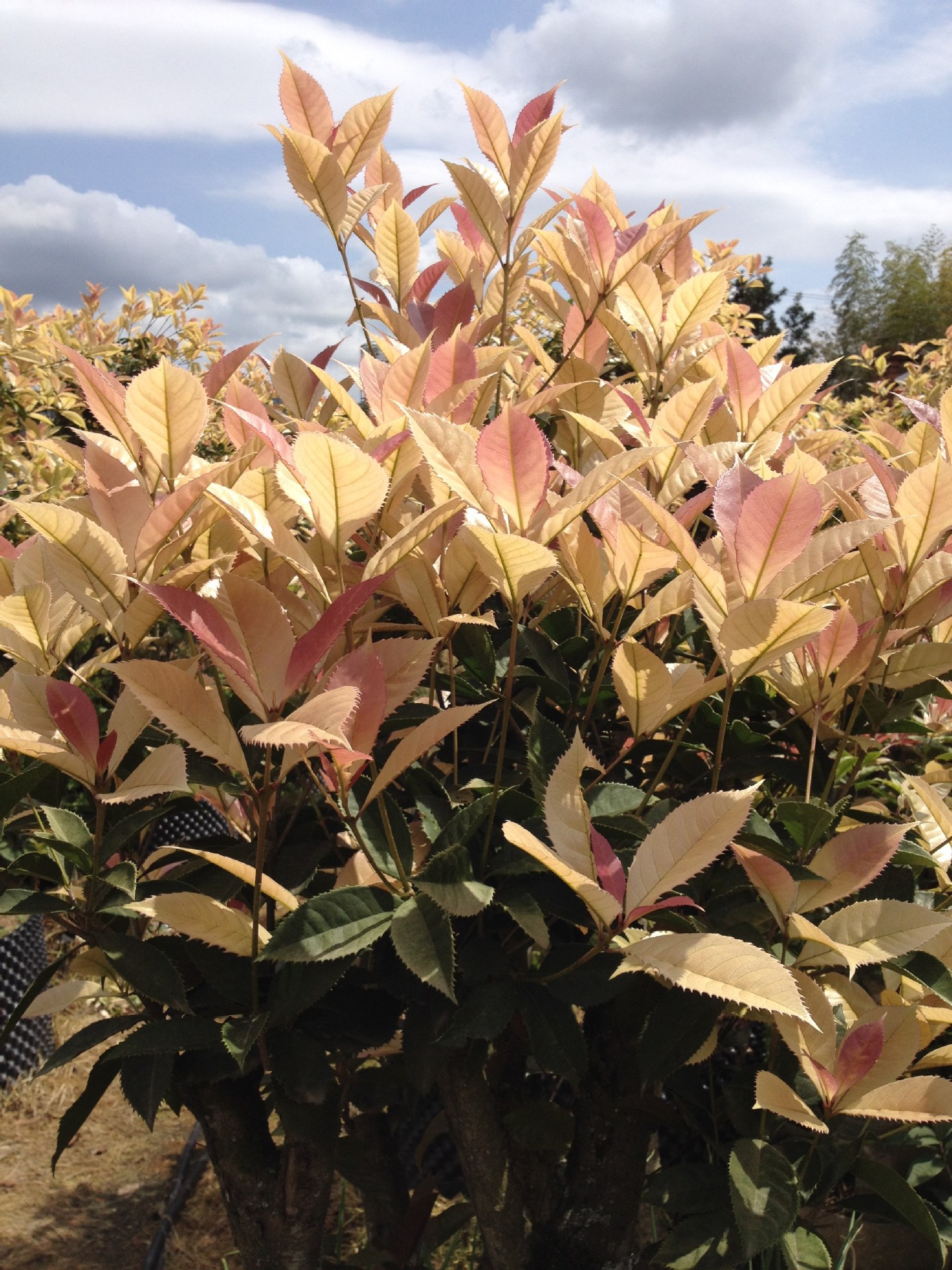 国色天香-珍珠彩叶桂-五彩桂花-园林城市绿化精品-产地直销无中介