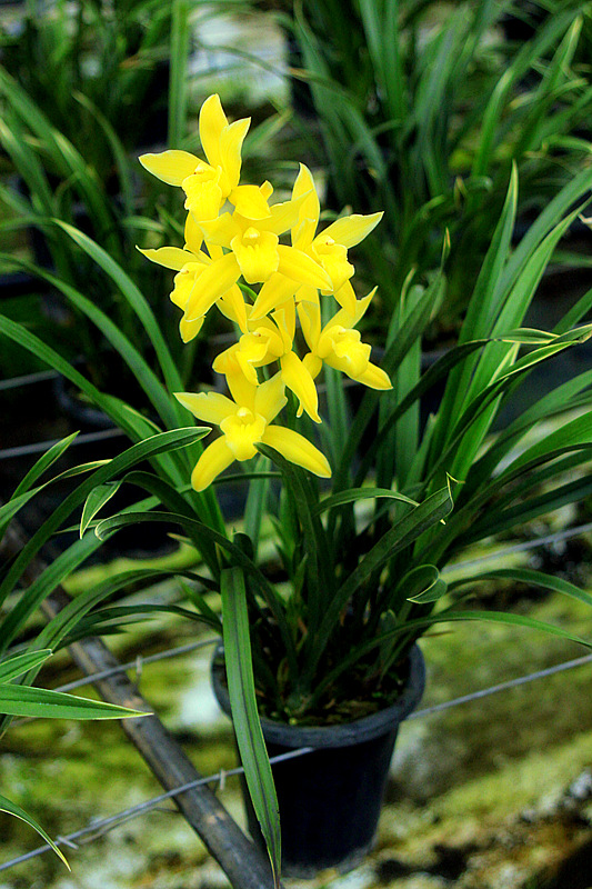 兰露梦昆明鲜花基地 兰花开花苗盆栽 黄金小神童金边叶片