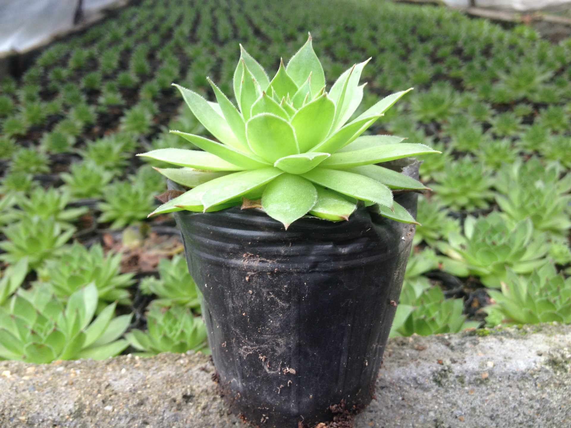 观音莲  批发多肉植物 迷你办公室内 肉肉绿植小盆栽