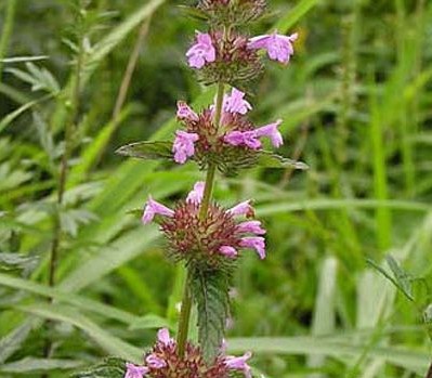 断血流提取物 10:1 20:1 30:1