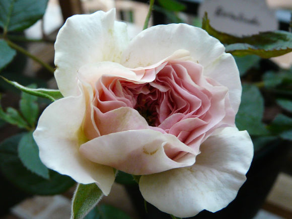 奥斯汀 欧洲月季 罗莎琳达切包月季 地栽盆栽 现货新鲜发售!