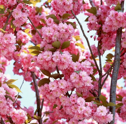 供应批发进口晚樱 双樱品种樱花 重瓣樱花树苗木