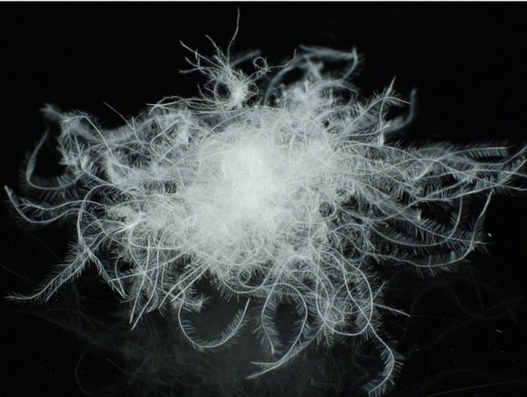 精品鹅绒95%水洗白鹅绒 厂家直销 羽绒羽毛 高档羽绒被专用 直销