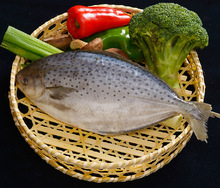 斑点鲳 雪花鲳 纯进口海鲜 无污染深海鱼 海鲜水产 海洋臻品