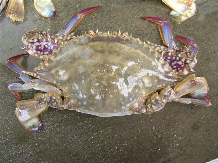 鲜活梭子蟹 舟山梭子蟹 海鲜批发 白蟹 品质保证 衡丰水产