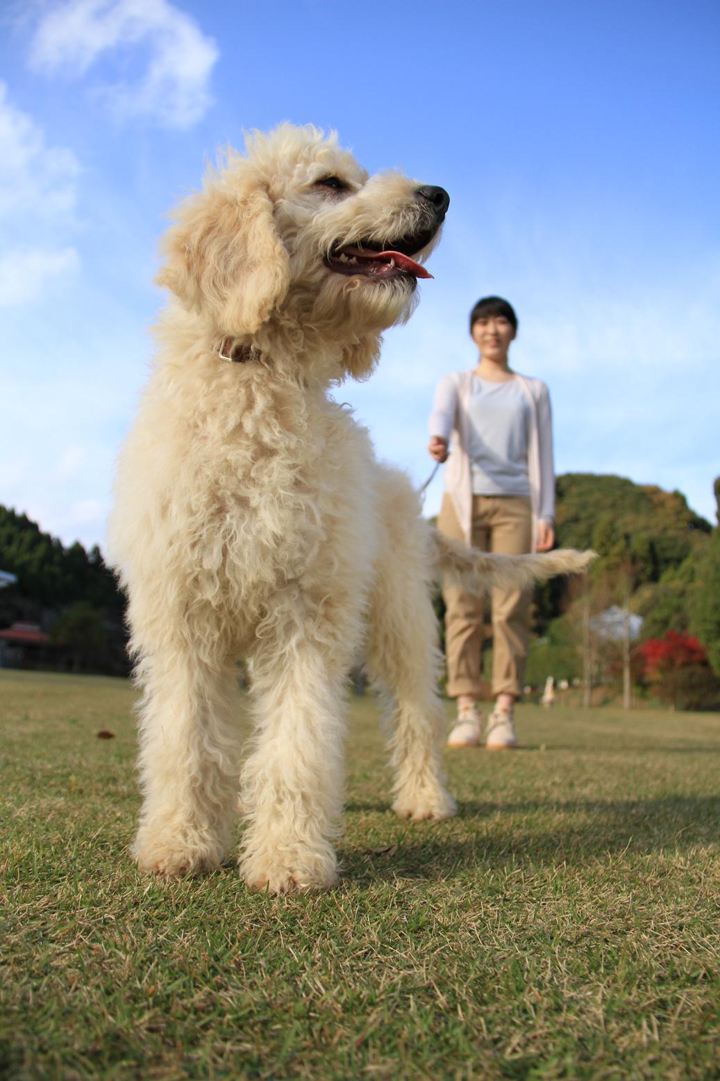 为什么澳大利亚拉布拉多贵宾犬能成为高级宠物犬?