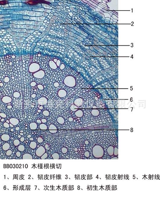 蕨的根状茎横切结构图图片