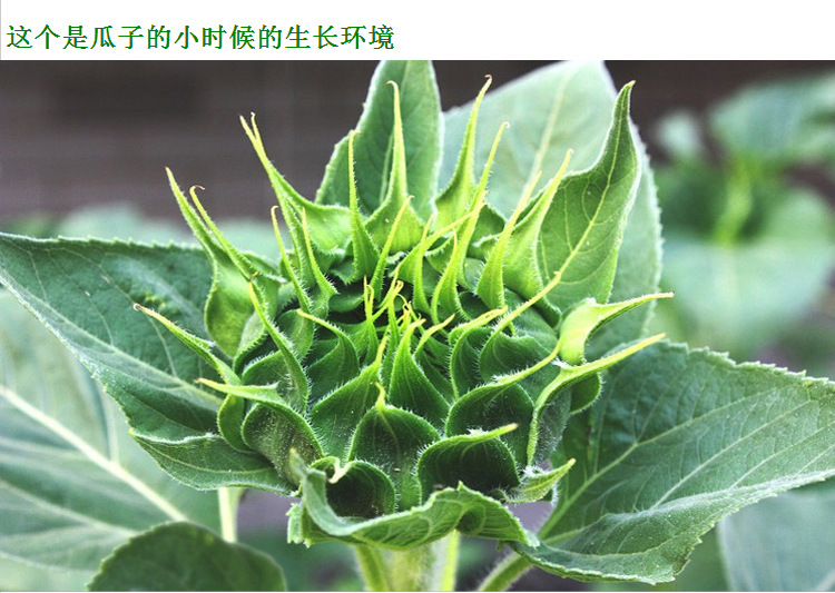 新生葵花籽仁 葵瓜子 无壳 葵瓜子仁 粒大饱满生瓜子米