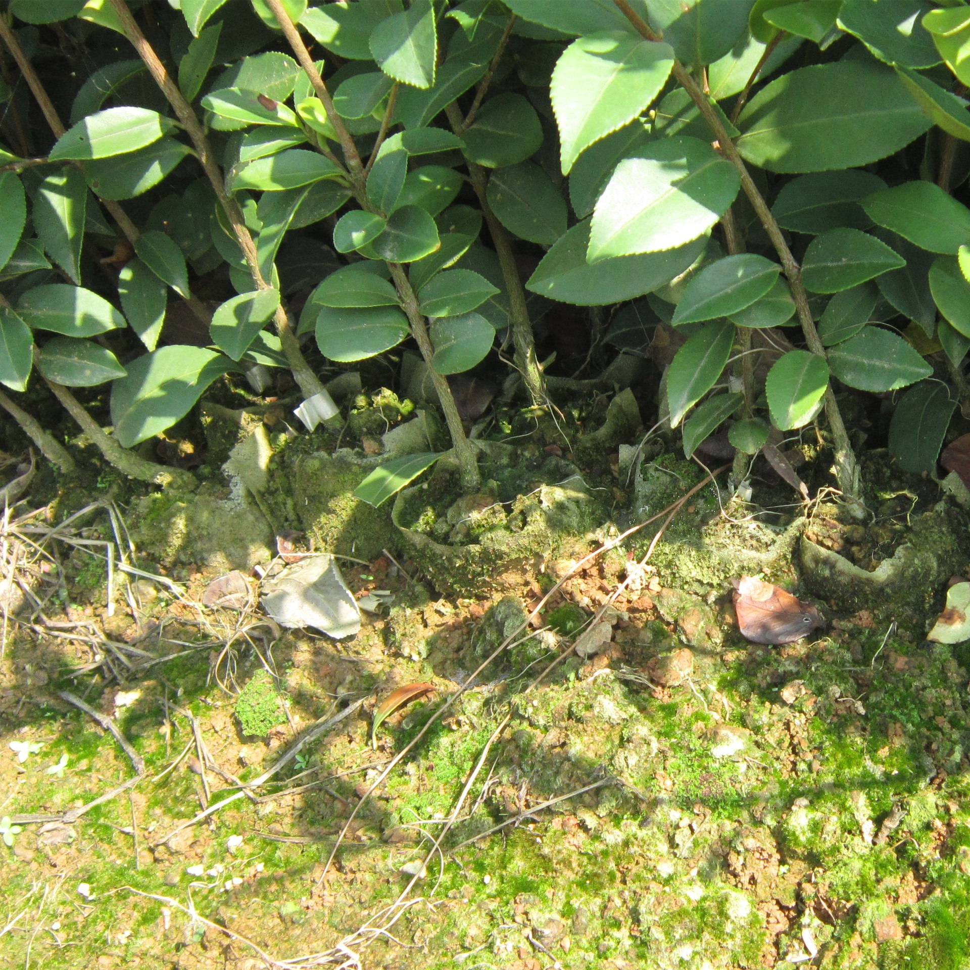 两年生油茶容器苗