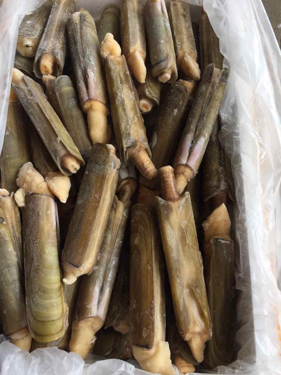 供应螠蛏 蛏子王 冷冻贝类海鲜产品 单品精选 规格均匀 火爆征订