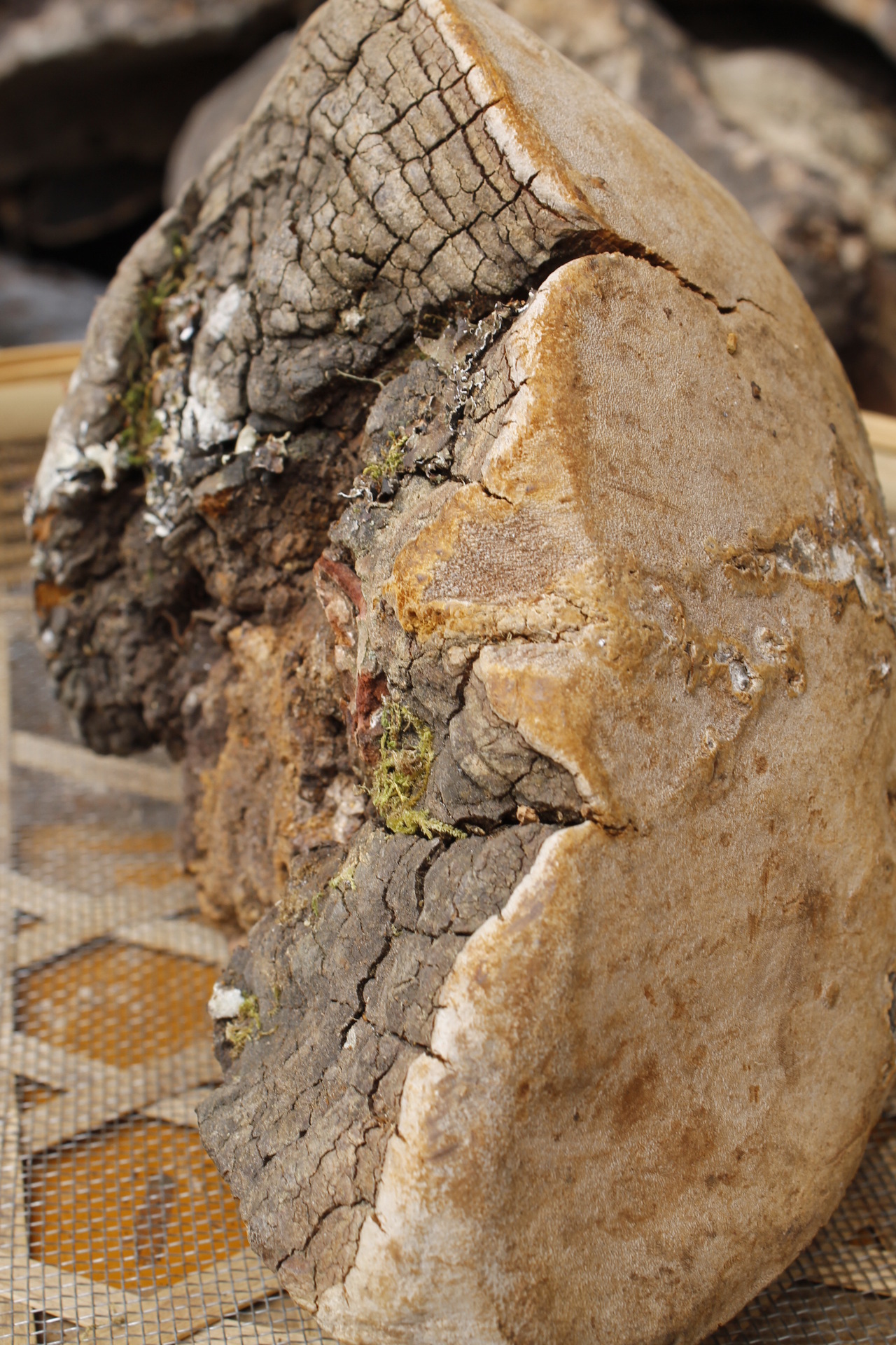 批发野生桑黄 野生灵芝 马蹄桑黄现货5吨 西藏桑树桑黄 野.