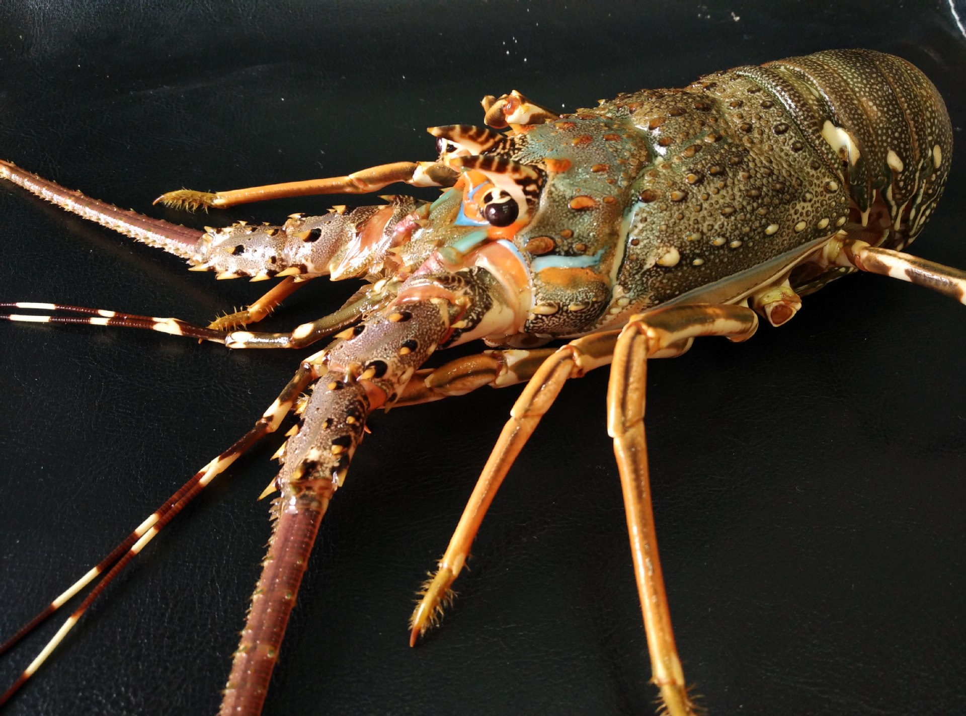 清蒸澳洲龙虾的做法，清蒸澳洲龙虾怎么做才好吃_头部