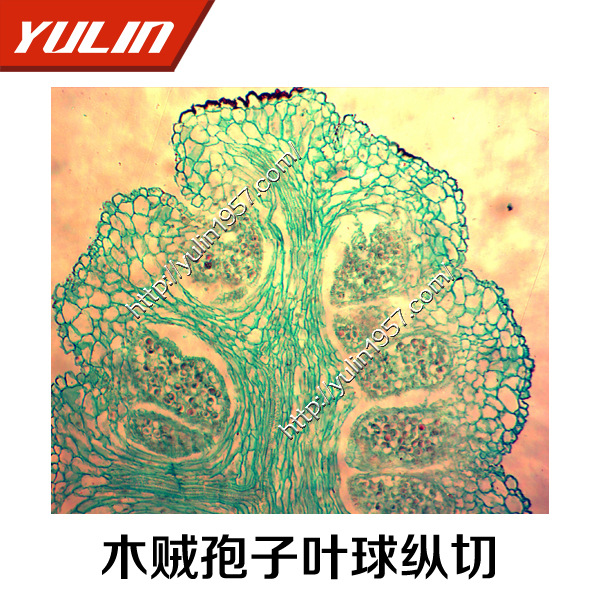 生物实验切片 厂家直销 现货批发木贼孢子叶球纵切