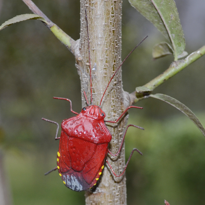 高仿真昆虫 椿象虫 园艺 微景观装饰 磁性昆虫 教学模型 教具