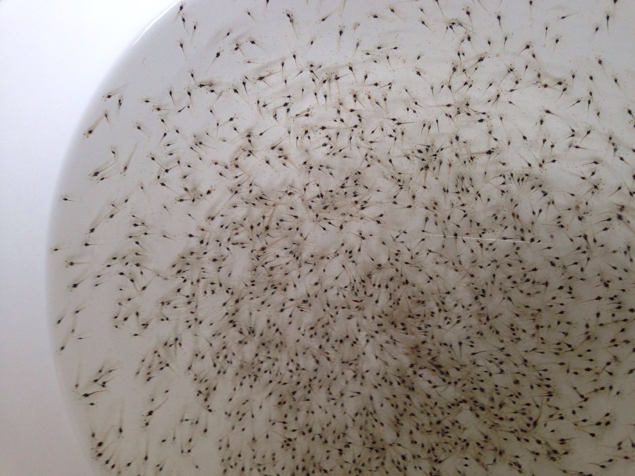 育苗车间     龙程优质生态虾苗,从卵到无节幼体,蚤状幼体,糠虾,仔虾