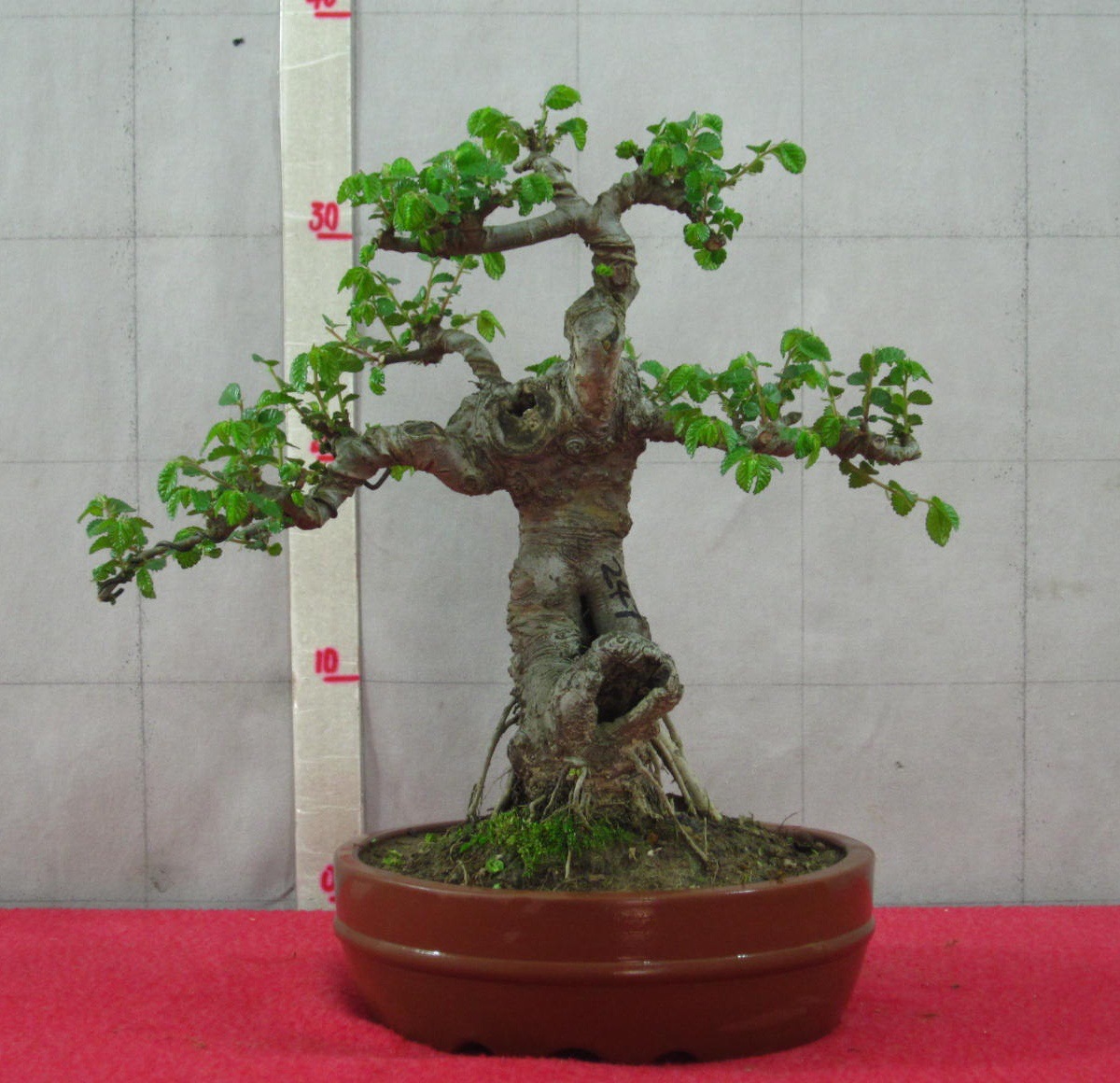 供应批发榆树盆景 小品榆桩 小叶榆树