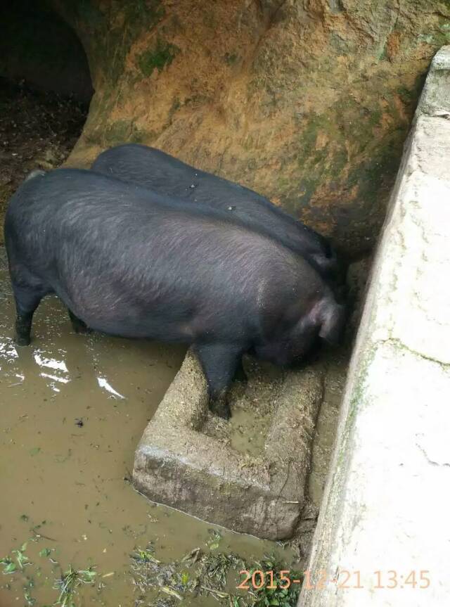大别山黑毛土猪 纯粮喂养 无瘦肉精非饲料