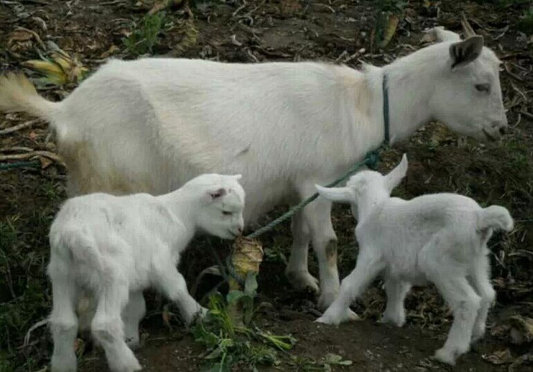 山羊批发白条去头去脚羊肉