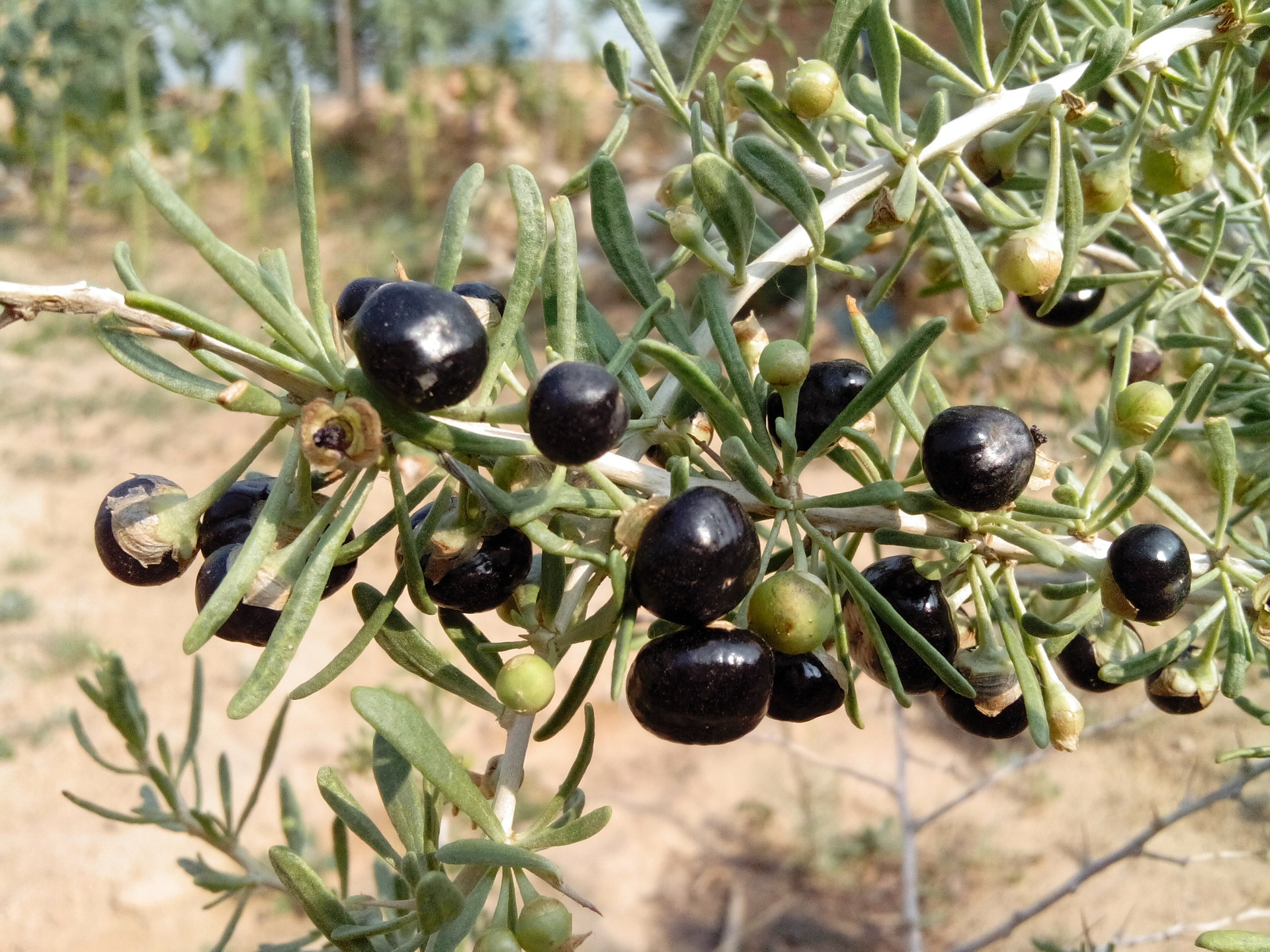 青海黑枸杞批发2015新货 特级黑果枸杞1g特价直销