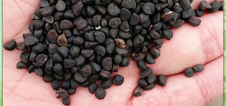 大花牵牛花种子爬藤盆栽 混色 四季播花草简单 喇叭花卉种子批发