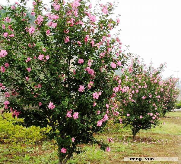 5,3-4(cm)品牌木槿苗,其他花期2(月)花色色系红色系主要观赏部位观花