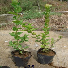 【野生蓝莓树】_野生蓝莓树品牌\/图片\/价格_野